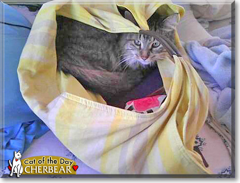 CherBear, the Cat of the Day