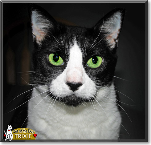 Trixie, the Cat of the Day
