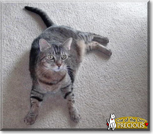 Precious, the Cat of the Day