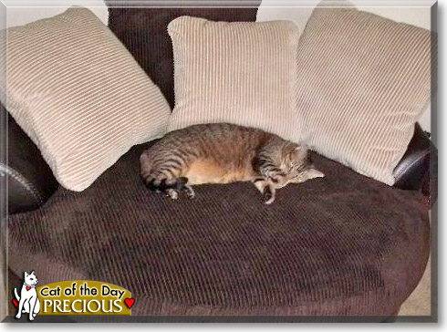 Precious, the Cat of the Day