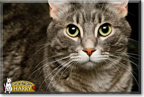 Harry, the Cat of the Day