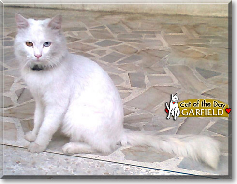 Garfield, the Cat of the Day