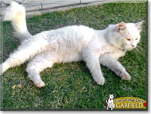Garfield, the Cat of the Day