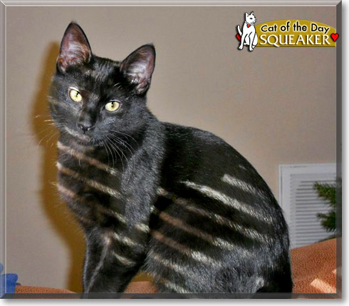 Squeaker, the Cat of the Day