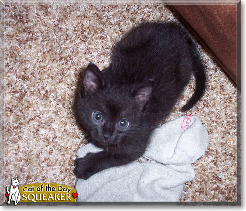 Squeaker, the Cat of the Day