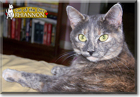 Rhiannon, the Cat of the Day