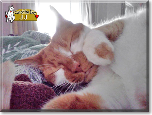JJ, the Cat of the Day