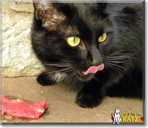Ratz, the Cat of the Day Ratz, the Cat of the Day