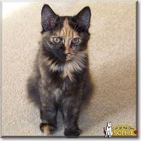 Sophie, the Cat of the Day