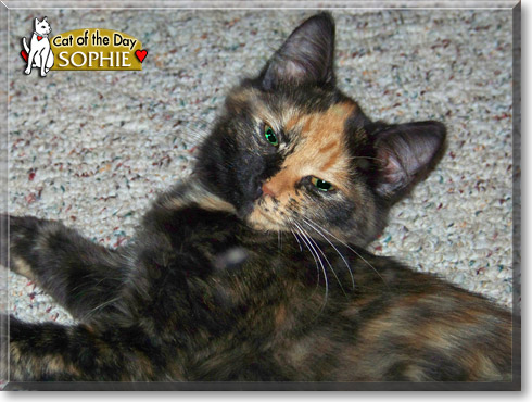 Sophie, the Cat of the Day