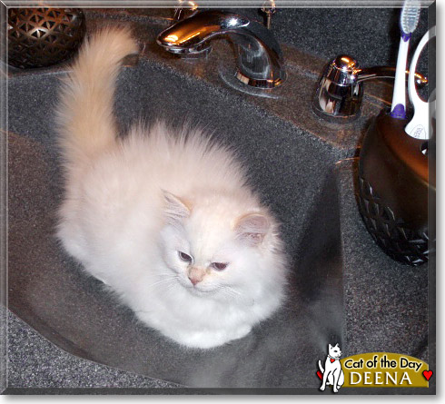 Deena, the Cat of the Day