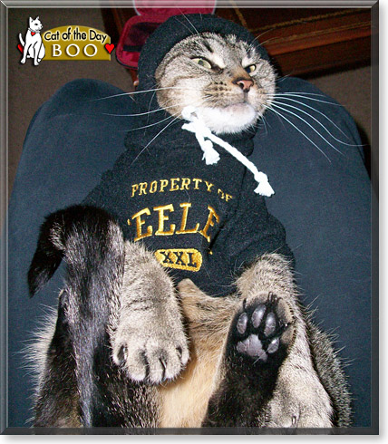 Boo, the Cat of the Day