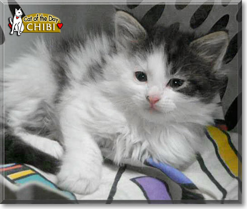 Chibi, the Cat of the Day