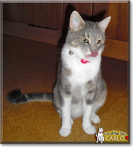 Carlo, the Cat of the Day