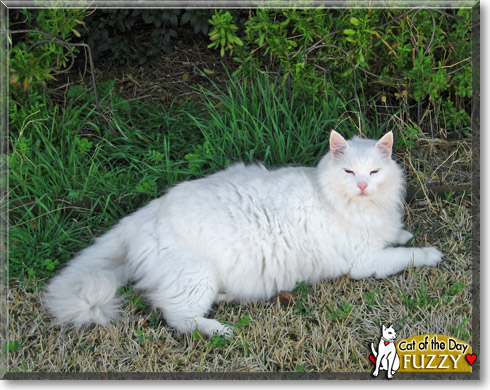 Fuzzy, the Cat of the Day Fuzzy, the Cat of the Day