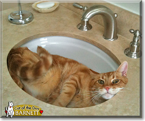 Barnett, the Cat of the Day