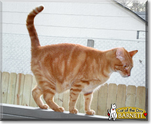 Barnett, the Cat of the Day