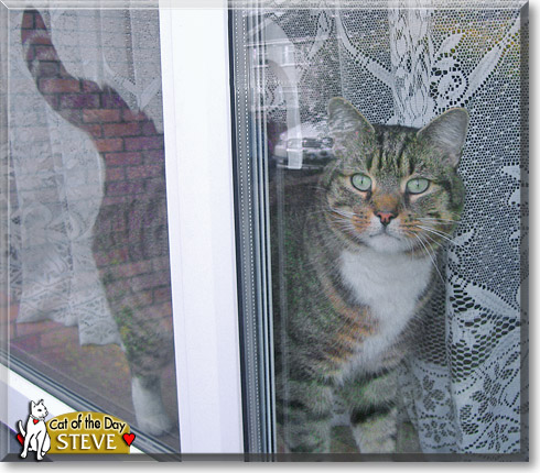 Steve Austin, the Cat of the Day