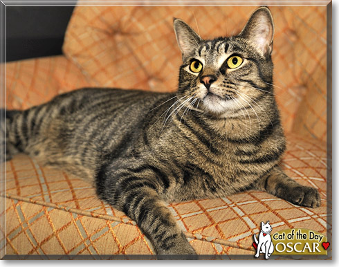 Oscar, the Cat of the Day