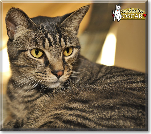 Oscar, the Cat of the Day