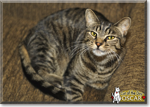 Oscar, the Cat of the Day