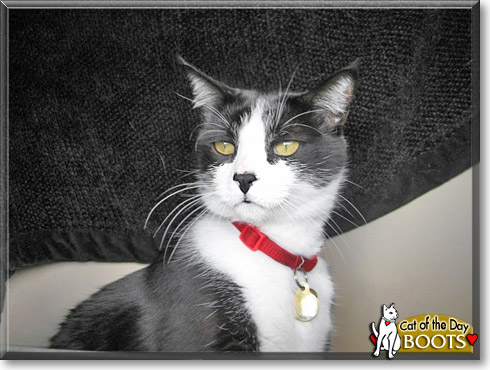Boots, the Cat of the Day