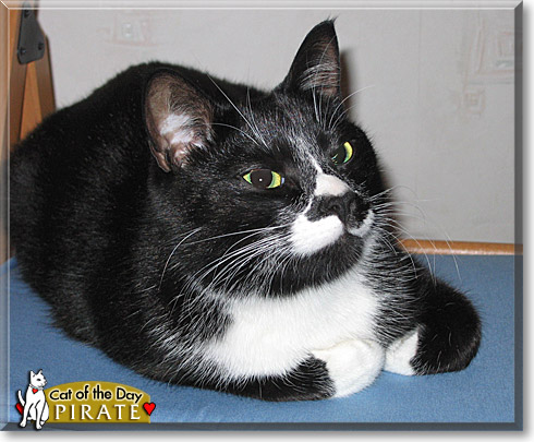 Pirate, the Cat of the Day