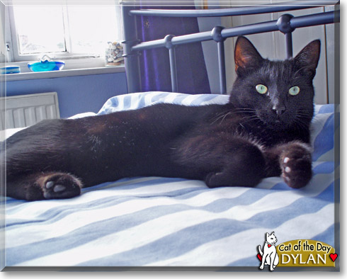 Dylan, the Cat of the Day