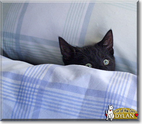 Dylan, the Cat of the Day
