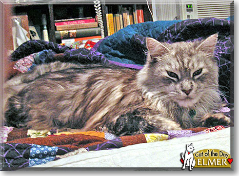 Elmer, the Cat of the Day Elmer, the Cat of the Day