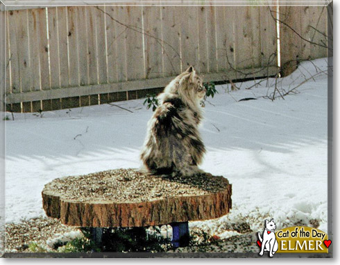 Elmer, the Cat of the Day Elmer, the Cat of the Day