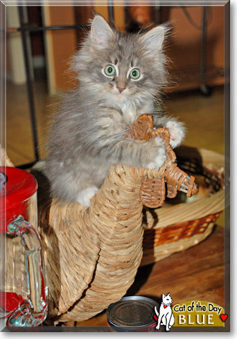 Blue, the Cat of the Day