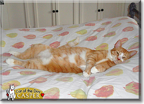 Casper, the Cat of the Day