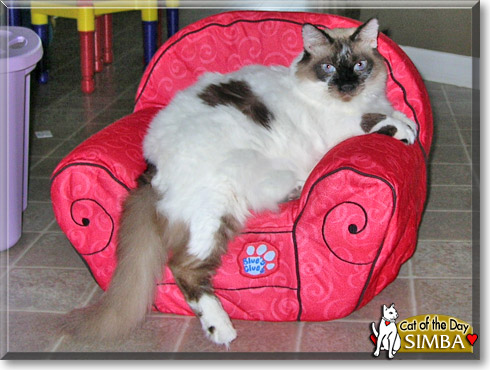 Simba, the Cat of the Day