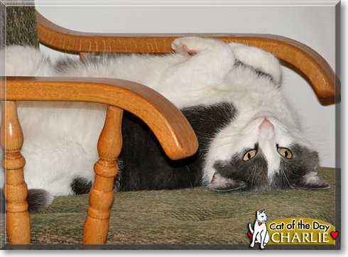 Charlie, the Cat of the Day