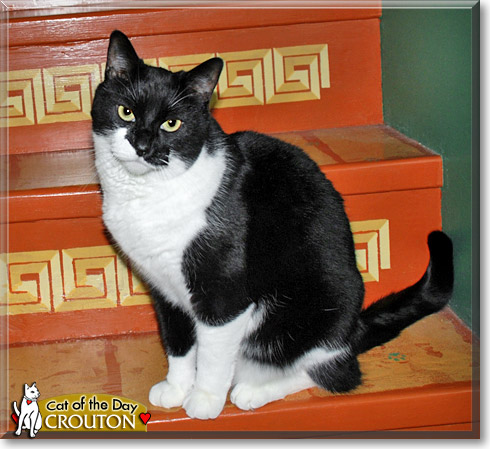 Crouton, the Cat of the Day