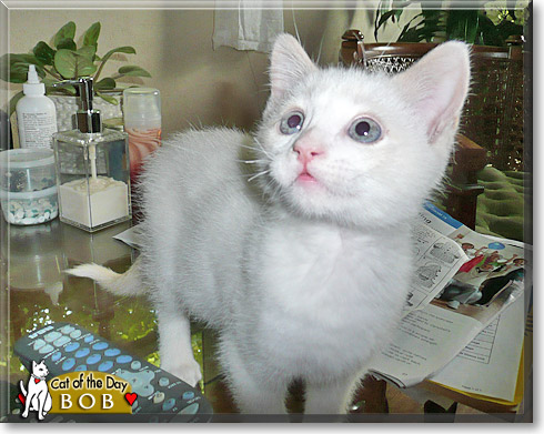 Bob, the Cat of the Day
