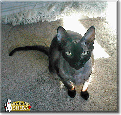 Sheba, the Cat of the Day