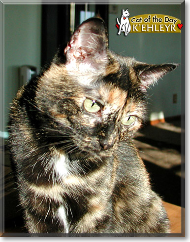 K'Ehleyr, the Cat of the Day