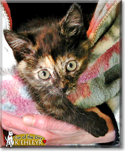 K'Ehleyr, the Cat of the Day