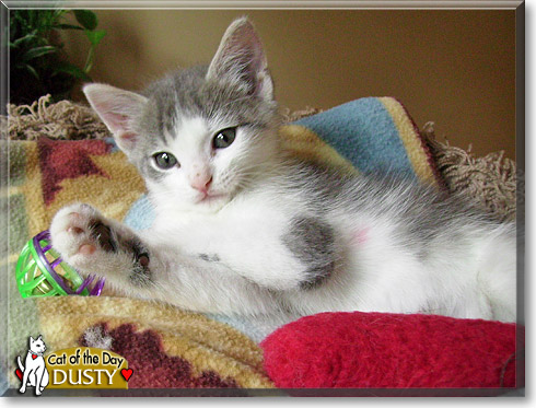 Dusty, the Cat of the Day