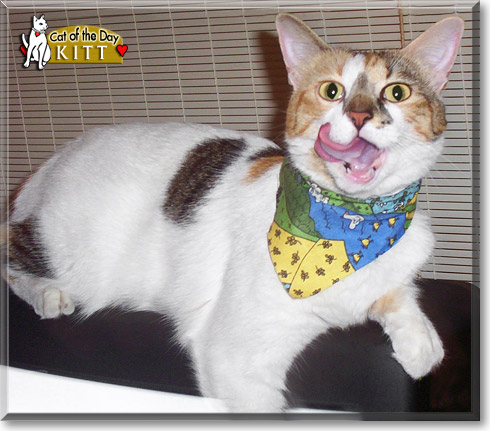 Kitt, the Cat of the Day