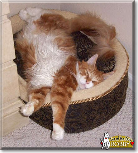 Robby, the Cat of the Day