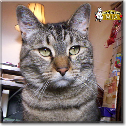 Mia, the Cat of the Day