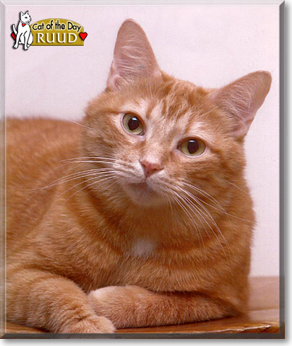 Ruud, the Cat of the Day