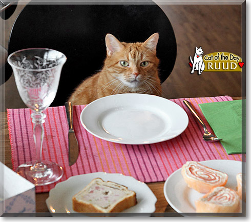 Ruud, the Cat of the Day