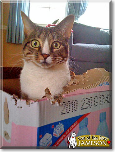 Jameson, the Cat of the Day