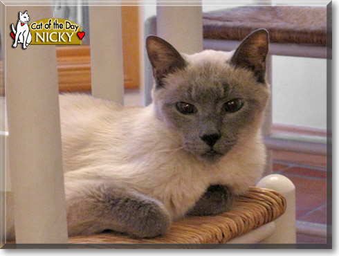 Nicky, the Cat of the Day