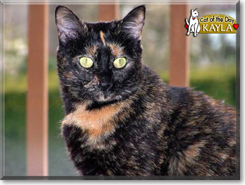 Kayla, the Cat of the Day