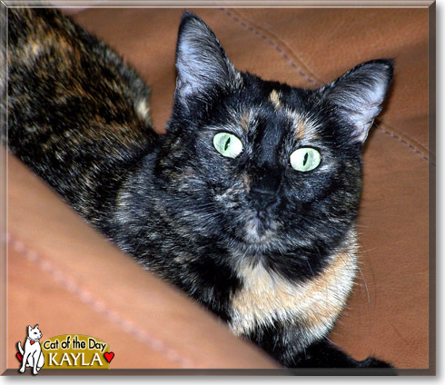 Kayla, the Cat of the Day